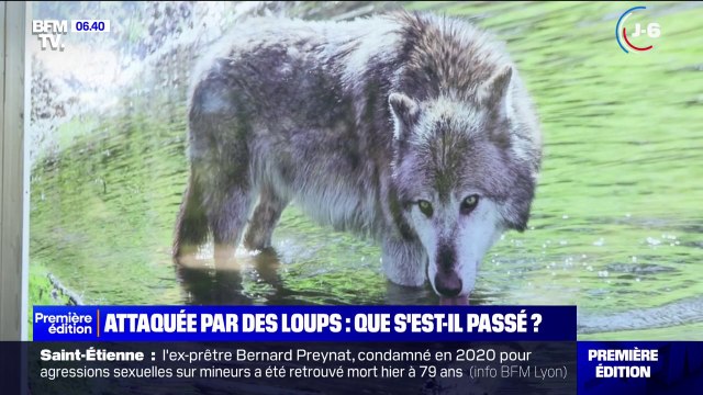 Ce que l'on sait de l'attaque d'une joggeuse par des loups au zoo de Thoiry
