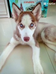 Rest in Peace My boy.