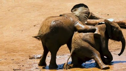 Beautiful Animals HD videos ll fun media