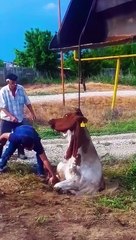 Rescue a cow from main hole | animal rescue