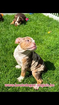 Chiot bouledogue anglais