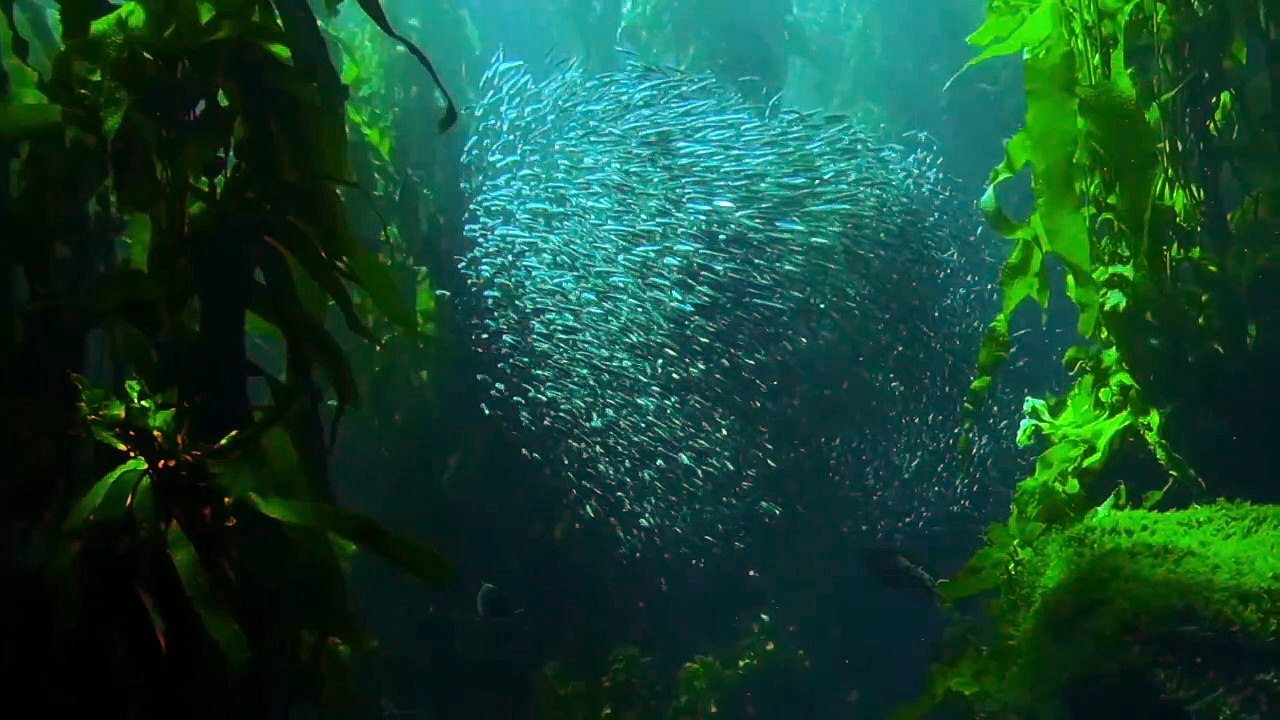 Nature and satisfying video
