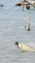 Fish catch the birds .