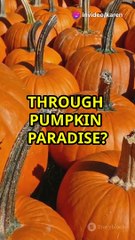 5 Reasons to Love Pumpkin More Than Just Pie