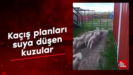 Kaçış planları suya düşen kuzular