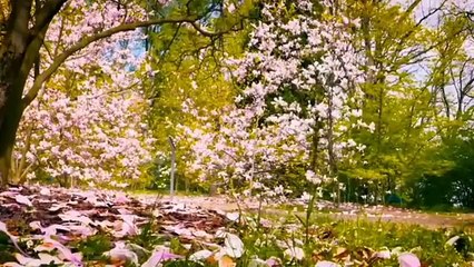 How did the people of Hazrat Dawood become monkeys?