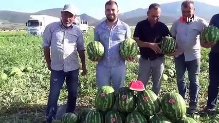 Bilecik'te hasadı başladı, kamyon kamyon sevk ediliyor: 1 dönüm ürün 60 bin TL!