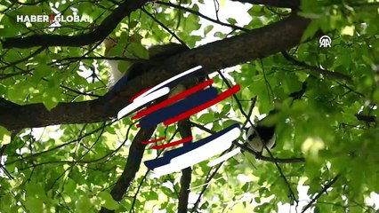 Kediyle saksağanın ağaç üstündeki oyunu kamerada