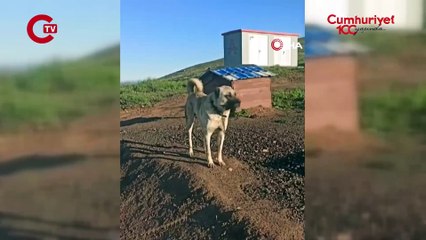 20 gündür kayıp Kangal cinsi köpek harabe binada hapsedilmiş halde bulundu