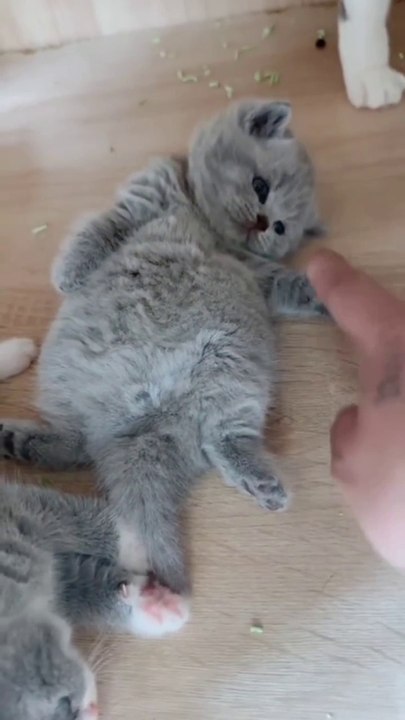 Cute kitten after feeding