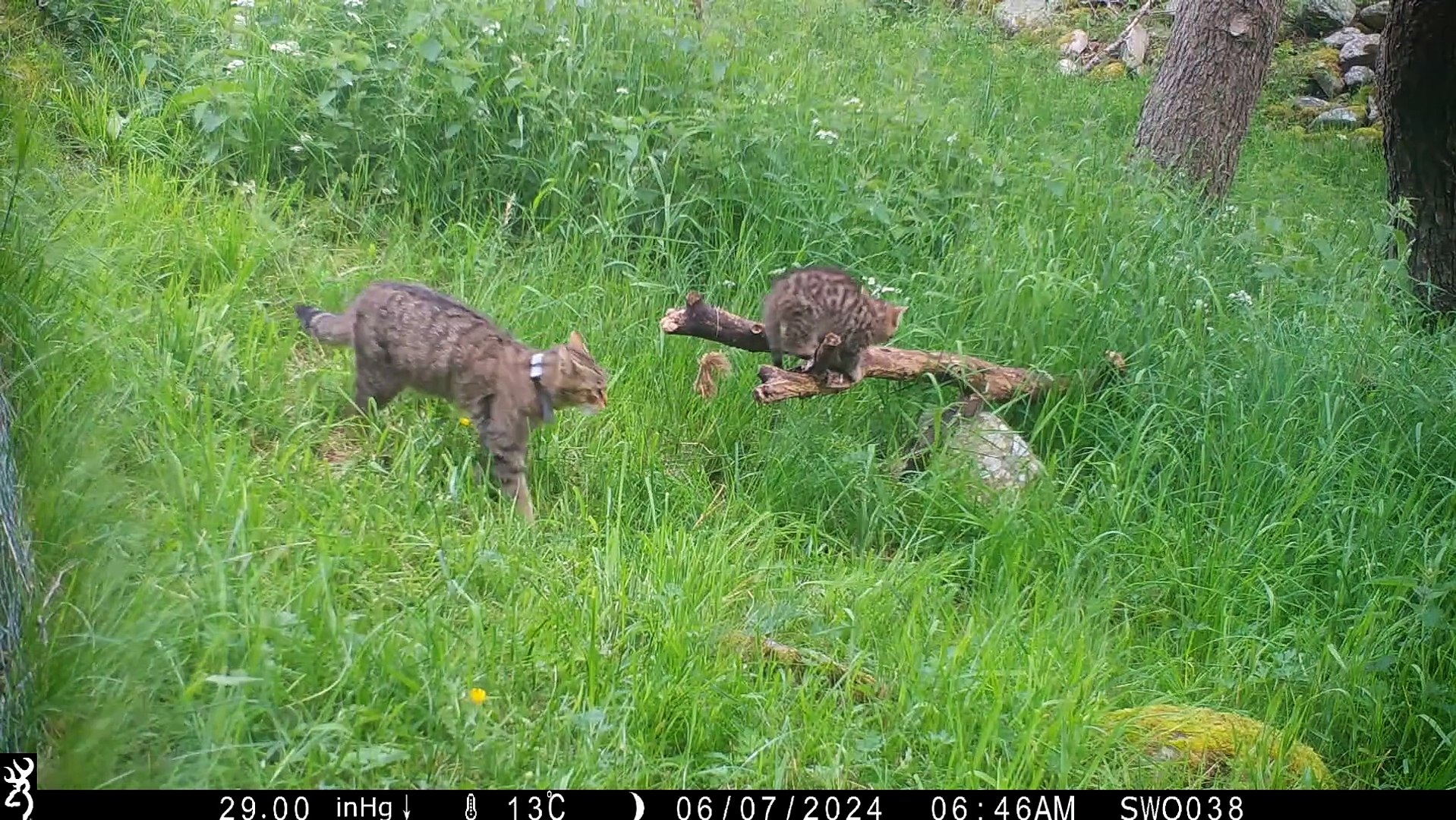 ⁣Endangered Scottish wildcat kittens born in the wild