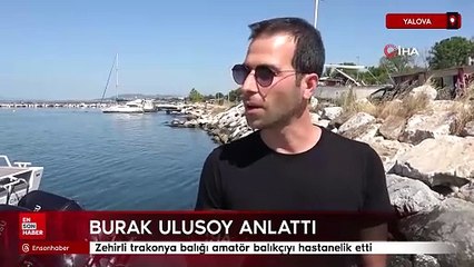 Zehirli trakonya balığı amatör balıkçıyı hastanelik etti