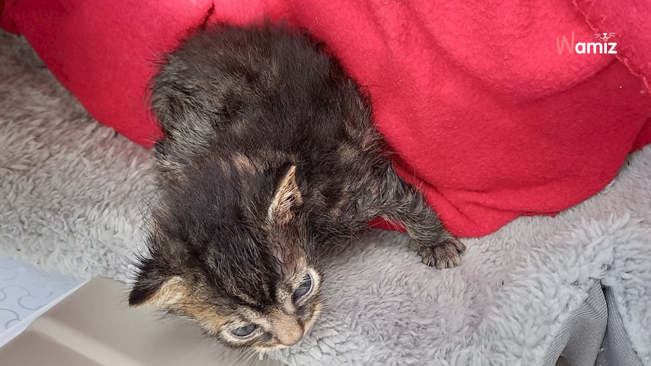 Katzenklo vor Tierheim gefunden: Es besteht dringender Handlungsbedarf!