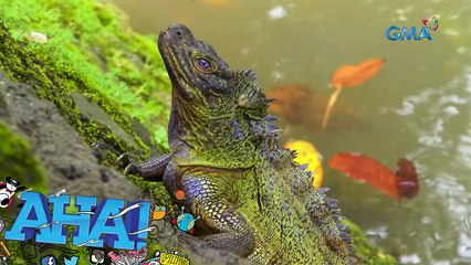 Hayop na mala-Godzilla ang istura?! | AHA!