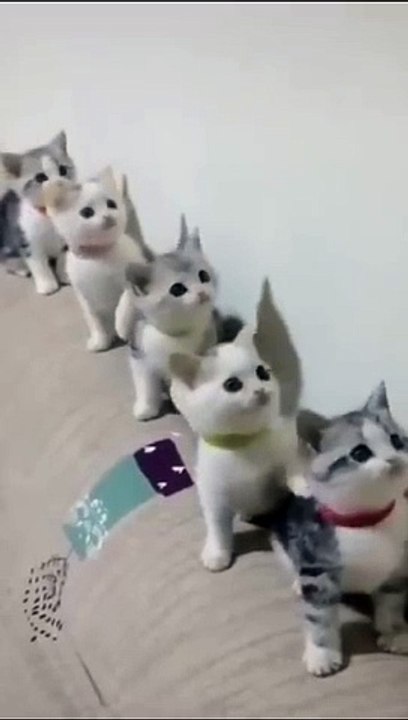 Cats Doing Cat Things (3)