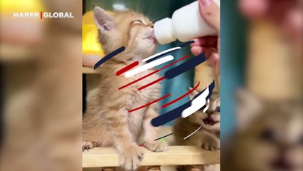 Yavru kedilerin süt içme mücadelesi kamerada: "Bir biberon uğruna kimler kimleri çiğneyip geçiyor"