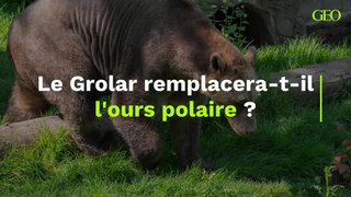 Le Grolar remplacera-t-il l'ours polaire ?