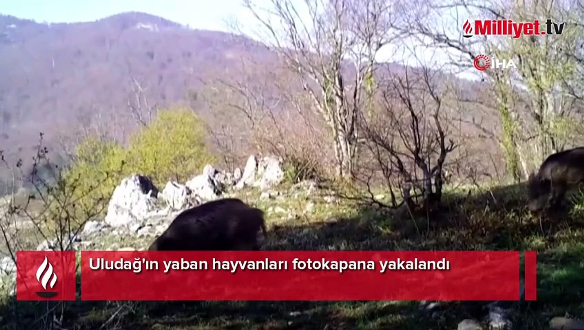Uludağ'ın yaban hayvanları fotokapana yakalandı