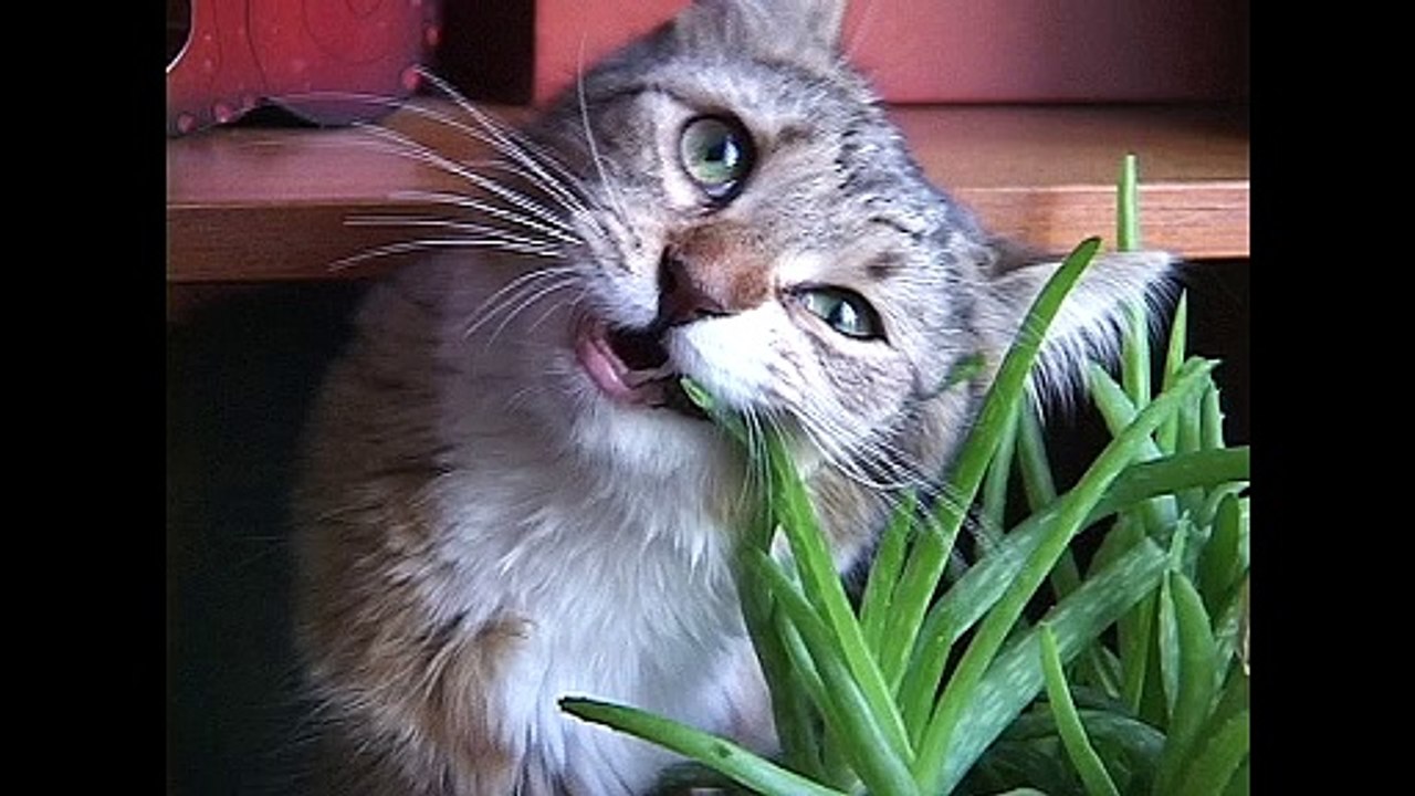 Funny #fun#funny animals video