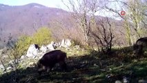 Uludağ’ın yaban hayvanları fotokapana yakalandı