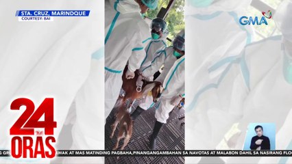 Lab test results para malaman kung may nahawang tao ng Q fever, hinihintay ng DOH