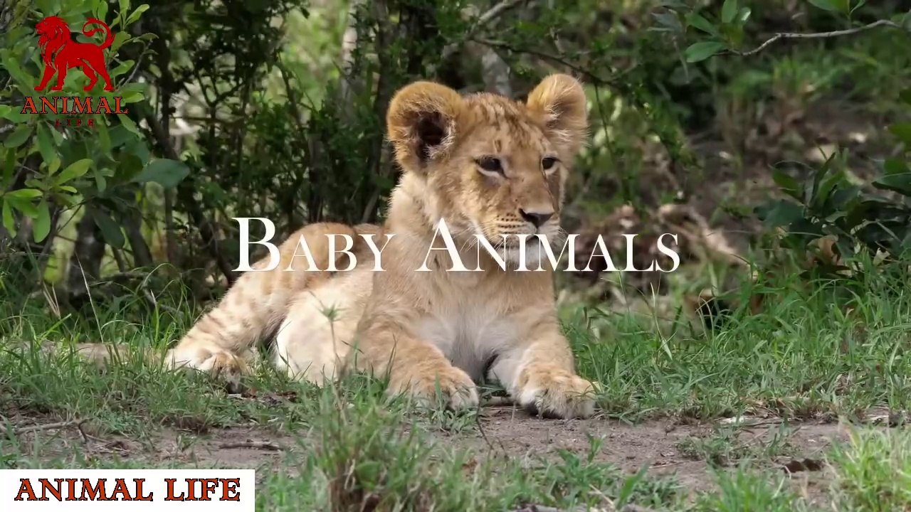 Baby animals video relaxations |Cute animal videos| Cute pet video| Animal life