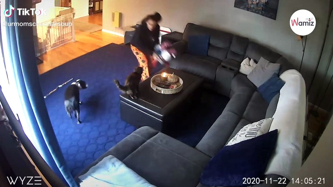 Katzenschwanz fängt plötzlich Feuer: 4 Millionen staunen darüber, wie der Hund reagiert