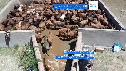 فيديو: حمامات صيفية لعلاج أكثر من مليون رأس من الأغنام في إقليم شينجيانغ