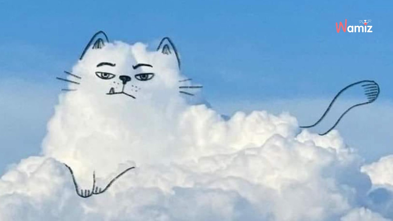 Um Himmels Willen: 11 lustige Tiermotive in den Wolken