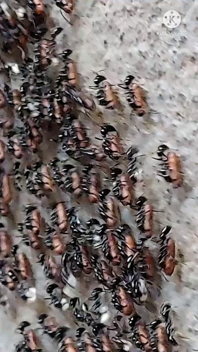 Chintiyon ki sena | चिंटियां | ants | ant pest control | insects