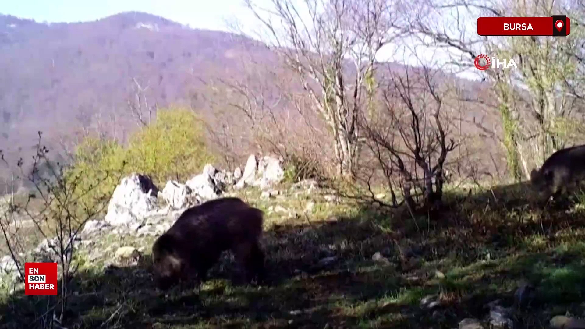 Uludağ'da yaban hayvanları fotokapana yakalandı