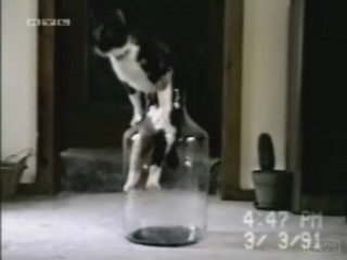 Un chat contorsionniste