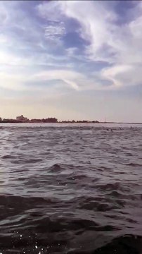 Dezenas de golfinhos aparecem em praia do Norte de SC: “nunca vi, primeira vez aqui”