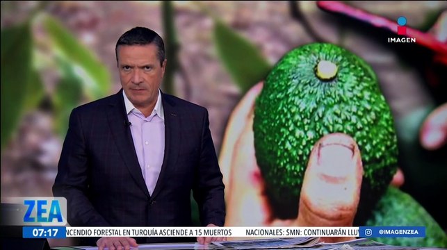 Productores michoacanos de aguacate esperan que se levante la restricción de Estados Unidos