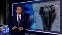 VIDEO: Hombre muere al ser atacado por un elefante en India