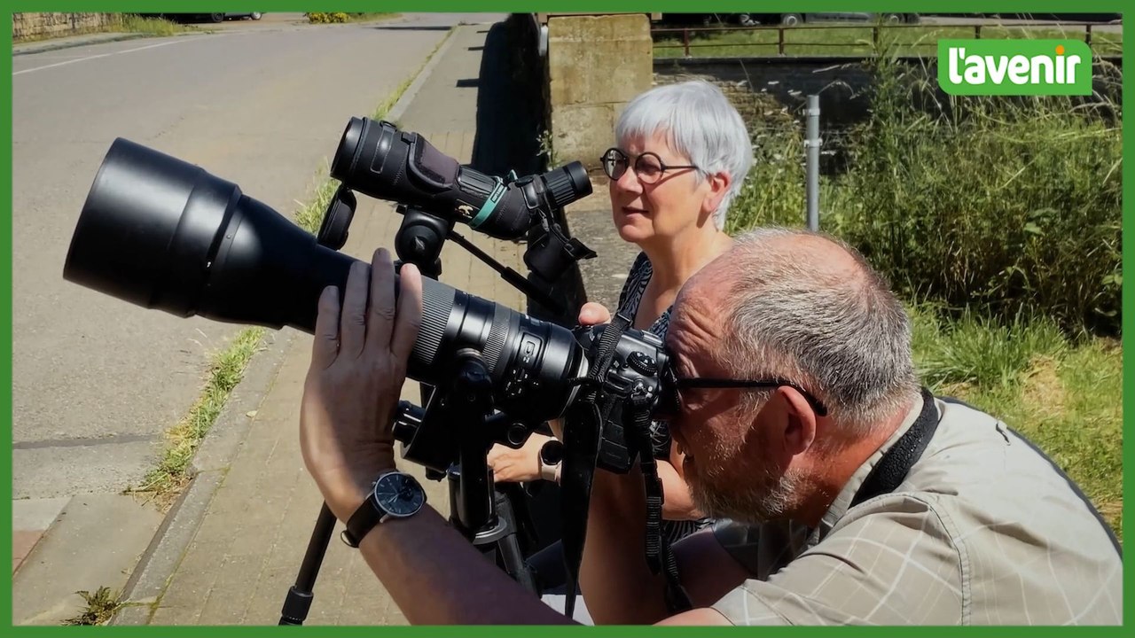 Toute une famille de faucons crécerelles dans la niche de saint Nicolas à Lamorteau