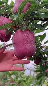 Delicious red apple cutting - Farm fresh ninja fruit cutting