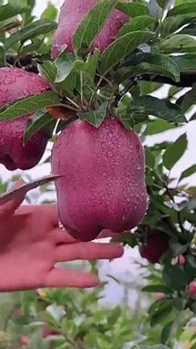 Delicious red apple cutting - Farm fresh ninja fruit cutting