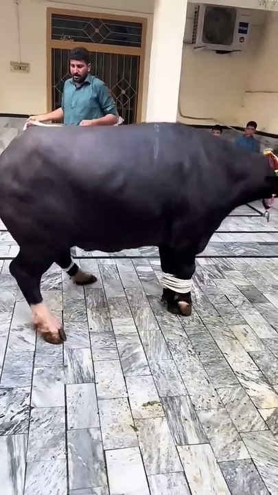DANGEROUS HAVY COW _shots _animal_youtubeshots_bakraeid2023(720P_HD)