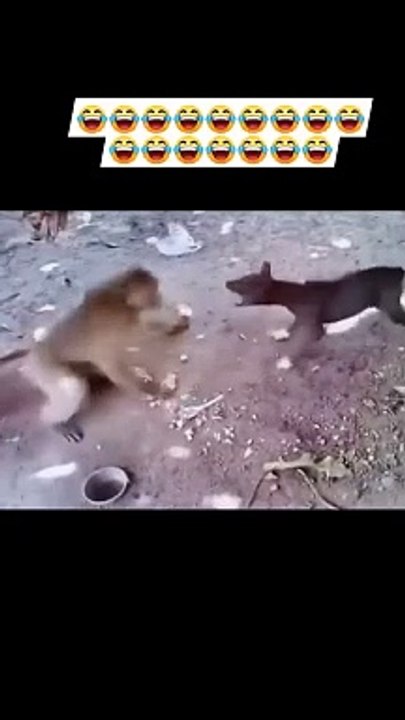 Monkey Vs Dog