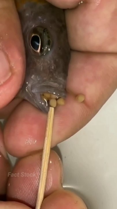 Amazing video