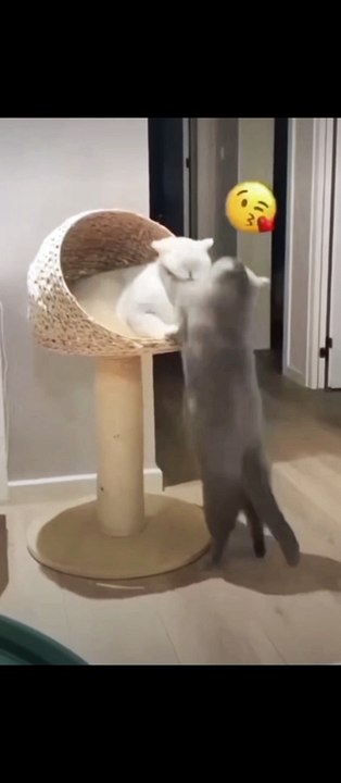 funny animals compilation | Epi #28