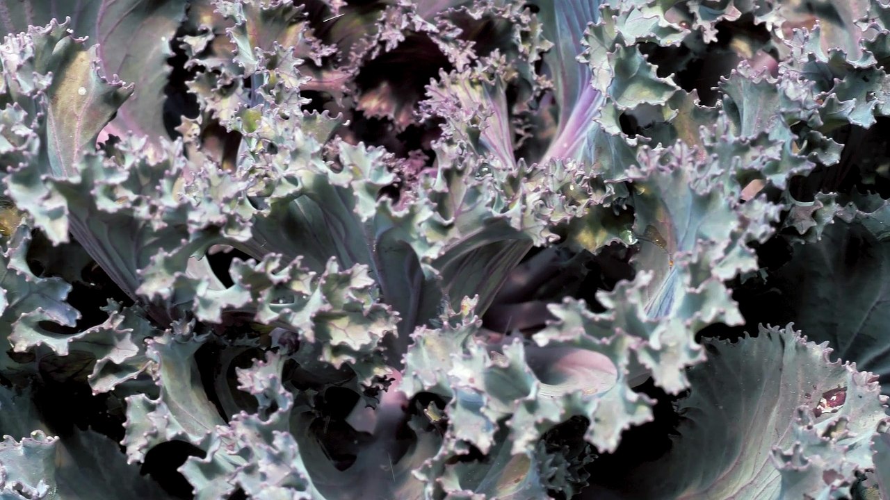 -purple-lettuce-and-yellow-leave
