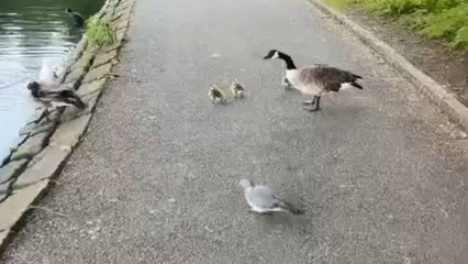 Goose family’s peaceful day shattered as seagull snatches gosling