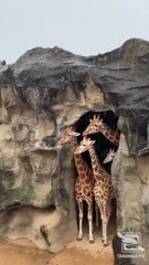 Unas jirafas esperan que dejen de llover