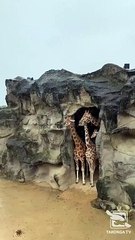 Unas jiradas esperan que termine de llover