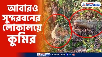 আবারও সুন্দরবনের লোকালয়ে কুমির