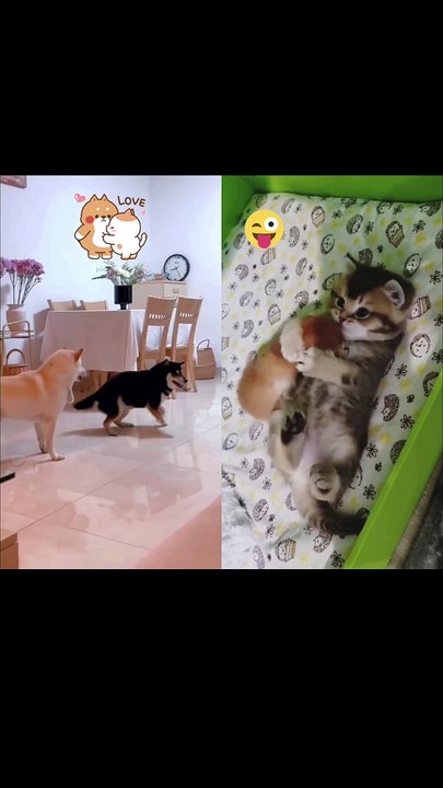 Funny video of Animals
