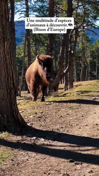 Des Bisons Sauvages sur la Côte d'Azur ? Un Parc Animalier Unique En France ✨ Ça se passe dans le 06 à Andon Bienvenue à Jurassic Parc enfin non, Bienvenue à la Réserve des Monts d'Azur ❤️‍ 1h15 Depuis Nice, 45 min Depuis Grasse. Visite Guid