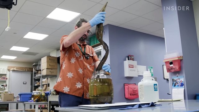 Why 11 Million Embalmed Specimens Are Stored In The Field Museum_s Basement _ Colossal Collections(1080P_HD)